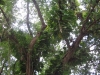 koh-tao-resort-foto099